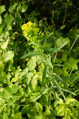 Euphorbia lucida