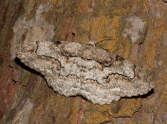 Biston marginata