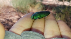 Steraspis squamosa