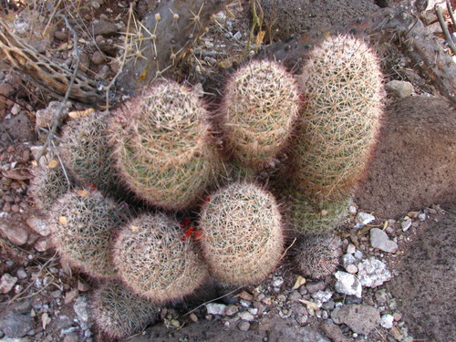Peninsular fishhook cactus