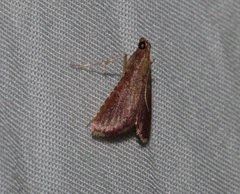 Endotricha olivacealis