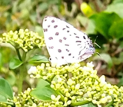 Tajuria maculata
