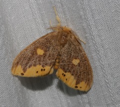 Euproctis quadrangularis