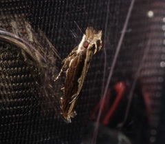 Hypatima spathota