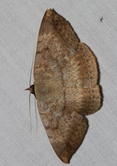 Hypopyra vespertilio