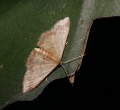 Idaea impexa