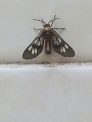 Eressa confinis