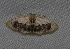 Idaea macrospila