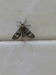 Eressa confinis
