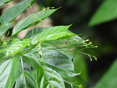 Clerodendrum laevifolium