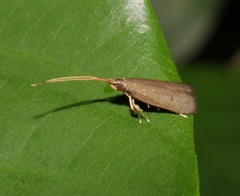 Lecithocera platomona