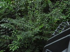 Clerodendrum laevifolium