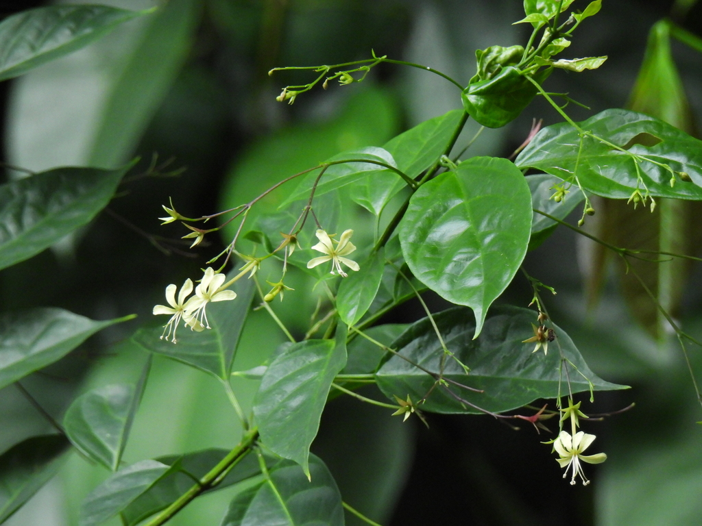 Clerodendrum laevifolium, Bukit Merah, Singapore