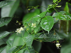 Clerodendrum laevifolium
