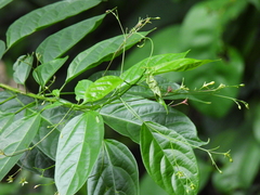 Clerodendrum laevifolium