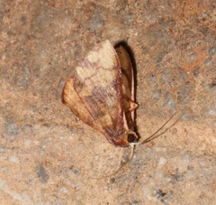 Metallaxis semipurpurascens