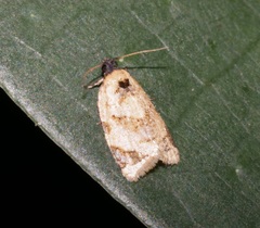 Neocalyptis liratana