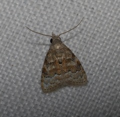 Nola bifascialis