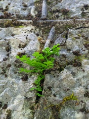 Asplenium lepidum haussknechtii