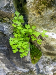 Asplenium lepidum haussknechtii