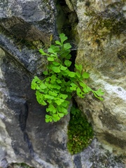 Asplenium lepidum haussknechtii