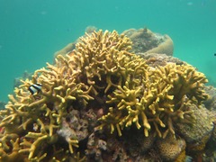 Porites cylindrica