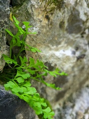 Asplenium lepidum haussknechtii