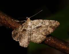 Psilalcis galsworthyi
