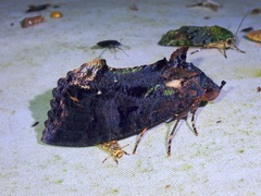 Eudocima srivijayana