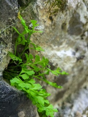 Asplenium lepidum haussknechtii
