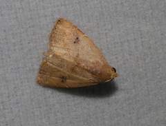 Rivula inconspicua