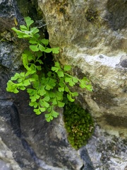 Asplenium lepidum haussknechtii