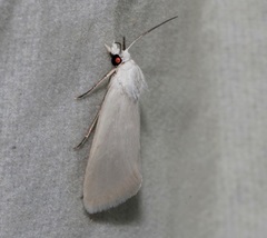 Scirpophaga