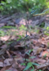 Caconeura ramburi