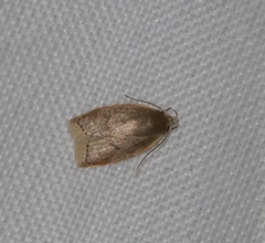 Scythropiodes