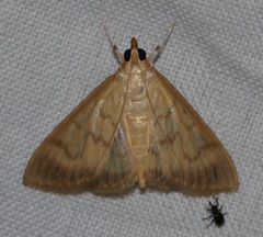 Crypsiptya coclesalis