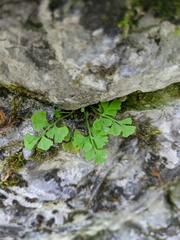 Asplenium lepidum haussknechtii
