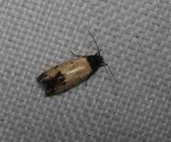 Tyrolimnas anthraconesa