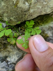 Asplenium lepidum haussknechtii