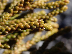 Lepidothamnus intermedius