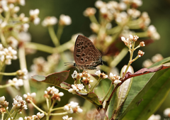 Virachola subguttata