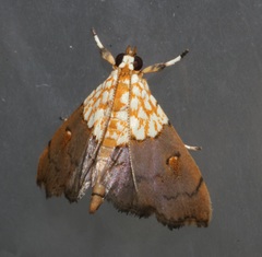 Agrotera
