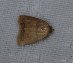 Anachrostis