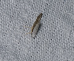 Lycophantis chalcoleuca