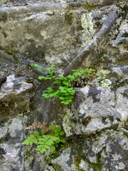 Asplenium lepidum haussknechtii