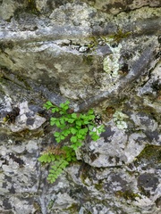 Asplenium lepidum haussknechtii