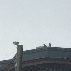 Psittacara erythrogenys