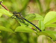 Stenogomphurus rogersi