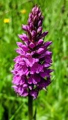 Dactylorhiza purpurella