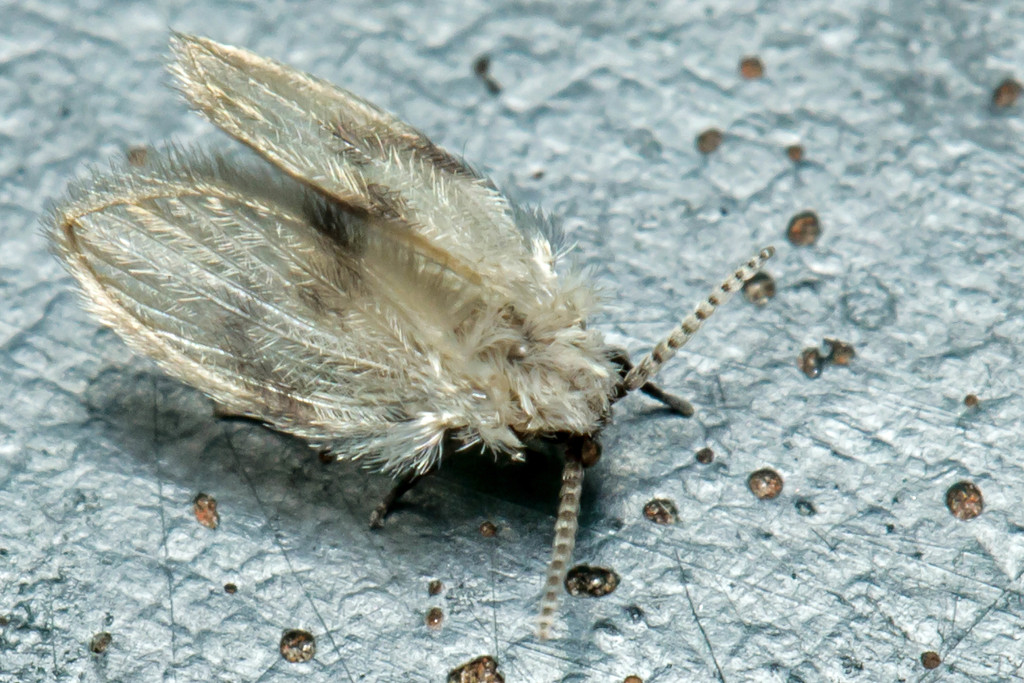 Psychoda surcoufi